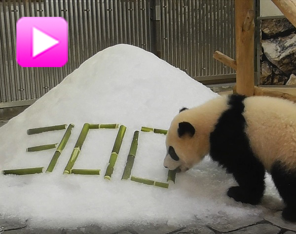 パンダの赤ちゃん300日祝いの竹をかじる動画がかわいい！