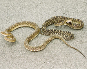 ハブ治療遅れ　損害賠償2800万円の支払いを沖縄県に命じる　那覇地裁