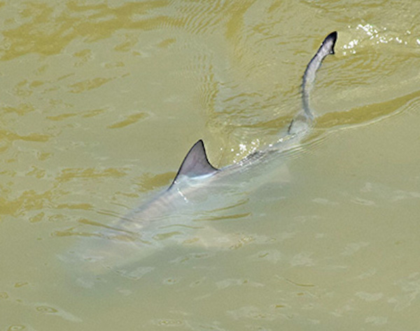 沖縄・住宅地の川に危険サメ　国際通りの川にも　理由は不明「鋭い歯に注意を」