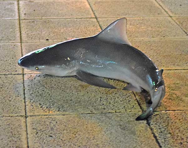 沖縄・住宅街の川にいたサメ、実は希少種　那覇で目撃「オオメジロ」幼魚　研究者「釣らず見守って」