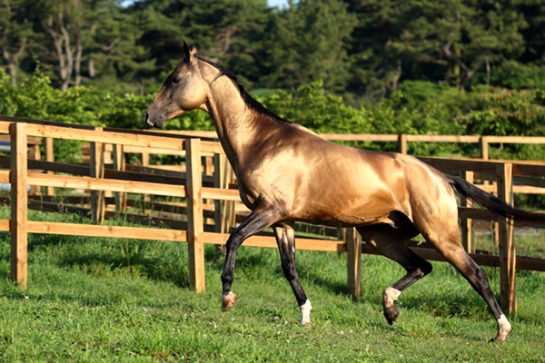 一般公開が待たれる 日本初出産の“幻の黄金の馬”アハルテケ