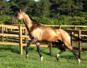 一般公開が待たれる 日本初出産の“幻の黄金の馬”アハルテケ