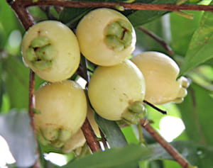 まるでバラのような香り　沖縄・名護市でフートーが実る