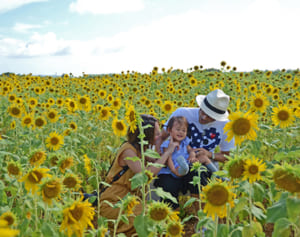 広がる黄色じゅうたん　宮古島市下地　ヒマワリ畑が人気