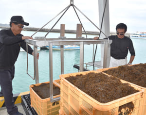 沖縄県産モズク不作深刻　単価引き上げ　前年比6000トン減