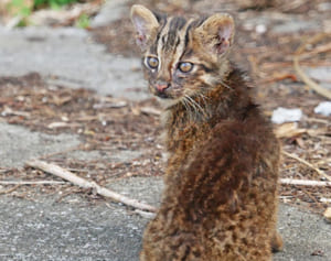 イリオモテヤマネコの子撮影　西表で設楽さん　親追う姿捉える