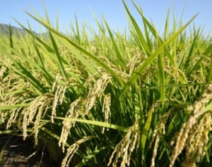 生産者も不安、懸念される26年ぶりの悪夢「令和の米騒動」