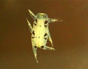 沖縄の港に「ピカチュウ」出現!?　不思議な生物がネットで話題に　発見者は「宇宙生物かと」　正体はゴカイの仲間