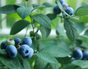 ブルーベリー持つ健康効果、心臓発作のリスク低下のデータも