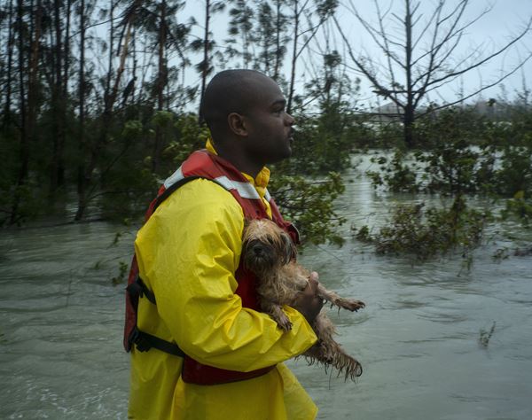ハリケーン「ドリアン」直撃バハマで、迷い犬97頭保護した女性