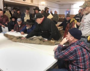 カリフォルニア州が毛皮目的の動物捕獲を禁止　米国で初