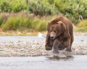 クマに素手で闘いを挑んだ男 迷惑行為として罰金32万円