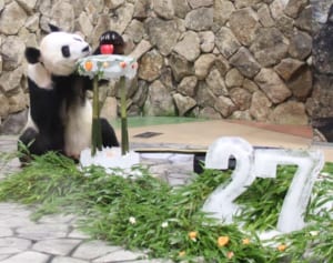 パンダ界のビッグダディ　子だくさんの秘訣はレディファースト