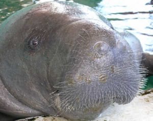 ありがとう、ユカタン!　国内最高齢のマナティー死ぬ　沖縄美ら海水族館が発表