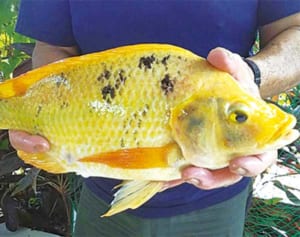 なぜこんな色に？？沖縄の川で「金色のティラピア」発見【島ネタCHOSA班】