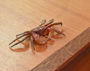 カニが議会を傍聴？　のどかな村の議会で起きた珍事　沖縄・大宜味村議会