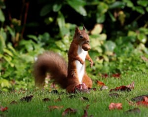 エンジンルームにリスがクルミを200個貯め…あわや大事故に