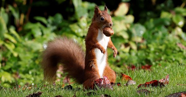 リスのニュース記事まとめ 女性自身