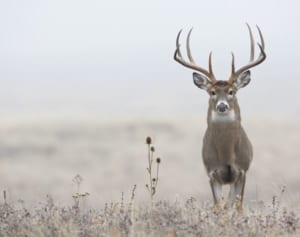 仕留めたはずのシカにハンターが襲われ死亡 米国