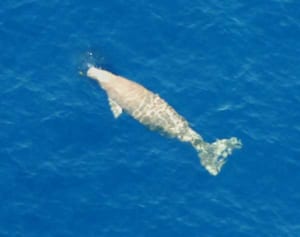 沖縄ジュゴン「絶滅可能性高い」