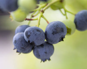 ブルーベリー、小松菜…医師すすめる「下肢静脈瘤」予防によい食材