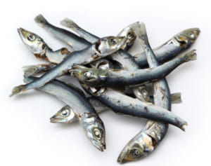 骨折予防のための食習慣に「煮干しだしが有効」と医学部教授