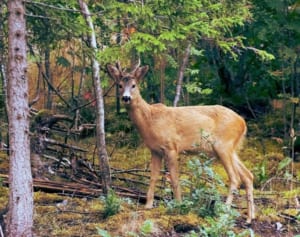 妊婦が犬に噛み殺される、死の直前夫に「怖い犬がいる…」と