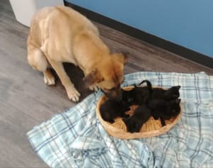 極寒の路上で保護された犬、5匹の子猫を守っていた