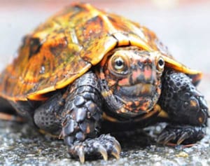 希少カメ64匹盗難か　沖縄こどもの国　天然記念物リュウキュウヤマガメも　飼育場のネット外される