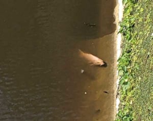 魚が謎の大量死　首里城近くの池　火災後確認も因果関係は不明