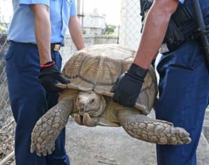警察署に届けられた落とし物は…巨大なリクガメ！　「こんな大きなカメの拾得物は初めて」警察官もビックリ
