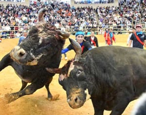 ど迫力！激突！　闘牛にファン興奮　秋の全島闘牛大会
