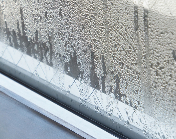 冬でも生える危険なカビ、暖かい家の窓際はアレルゲンの温床