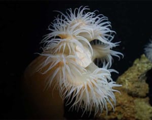 15年前から飼育していたイソギンチャク、実は新種だった！　「チュラウミカワリギンチャク」と命名　美ら海水族館、東京大学大学院などが論文公表　