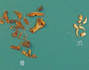 イエネコのふんから絶滅危惧種オキナワトゲネズミの骨　本島北部の森で調査、高頻度で確認