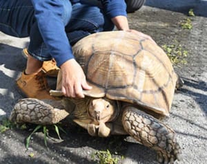 “落とし物”のリクガメ、飼い主の元へ　「カメ吉もうれしそう」　2メートルの斜面をよじ登った跡も