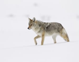 3人の子どもの父親 家族に襲いかかるコヨーテを素手で退治