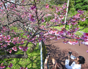 沖縄は桜の季節です　山は鮮やかピンク色