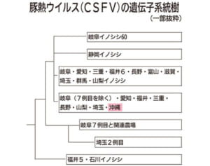 沖縄の豚熱ウイルス　国内から感染　遺伝子型が一致