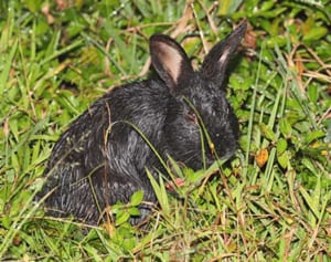 元来生息しない場所になぜ…　世界遺産推薦地にウサギ　外来種による生態系への影響懸念