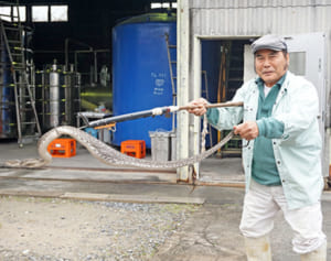 ハブ捕り名人もびっくり！2メートルの大物ハブ捕獲　体内からはヤンバルクイナも