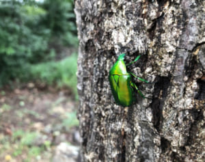 ヨーロッパではスーパーの棚に！健康にも環境にも良い昆虫食
