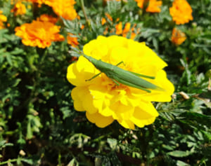 注文殺到する虫パフェ！タガメのオスはラ・フランスの香りが