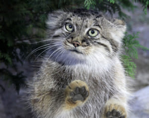 ガラス越しハイタッチ！那須どうぶつ王国「マヌルネコ」ポリー