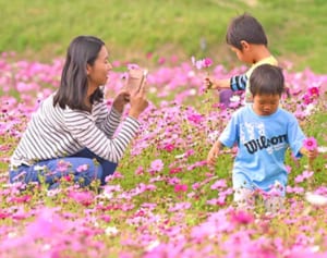 沖縄では今、コスモスが満開です！　「インスタを見て来た」　金武町伊芸の田んぼ
