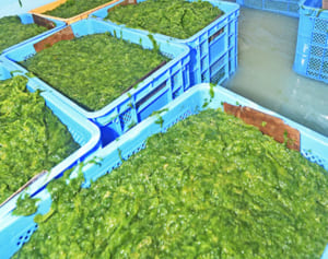 アオサがコロナウイルスを抑制　「新型」へも効果期待　中部大チーム確認