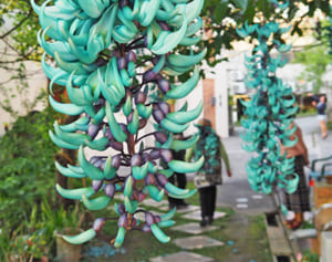 神秘の緑、見頃に　ヒスイカズラが開花