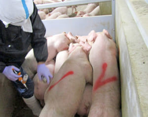 豚熱ワクチンの接種を開始　沖縄県　23万頭が対象