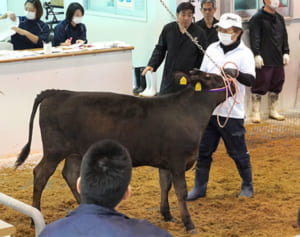 平均価格21万円下落　牛の血統矛盾発覚後、久米島で初の競り　疑いのない150頭出荷