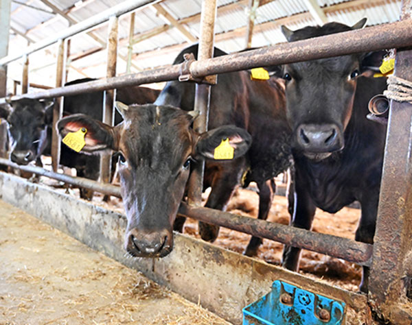 和牛の血統矛盾、昨年6月には購入農家から市場に報告　沖縄県「県内肉用牛の信頼に関わる問題」